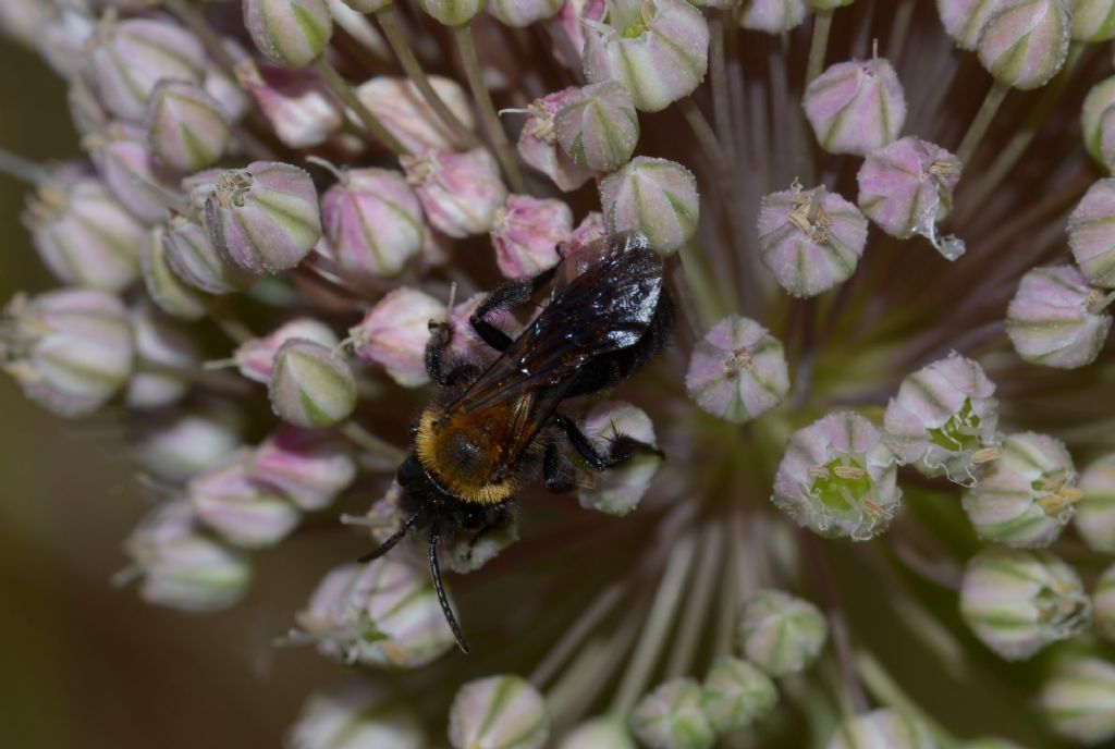 Apidae: cfr. Andrena thoracica